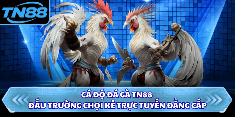 Cá độ đá gà TN88 đấu trường chọi kê trực tuyến đẳng cấp