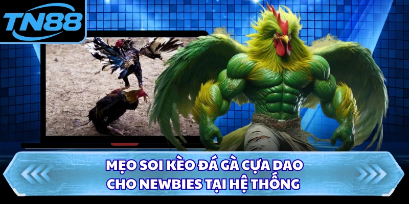 Mẹo soi kèo đá gà cựa dao cho newbies tại hệ thống
