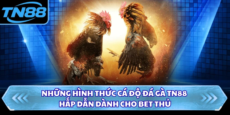 Những hình thức cá độ đá gà TN88 hấp dẫn dành cho bet thủ